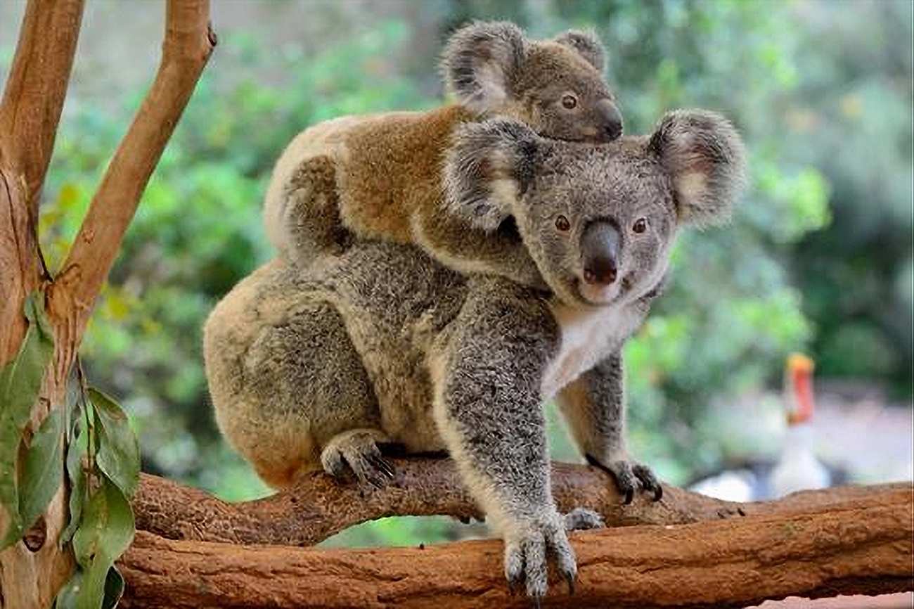 Koala, buideldier uit Australië
